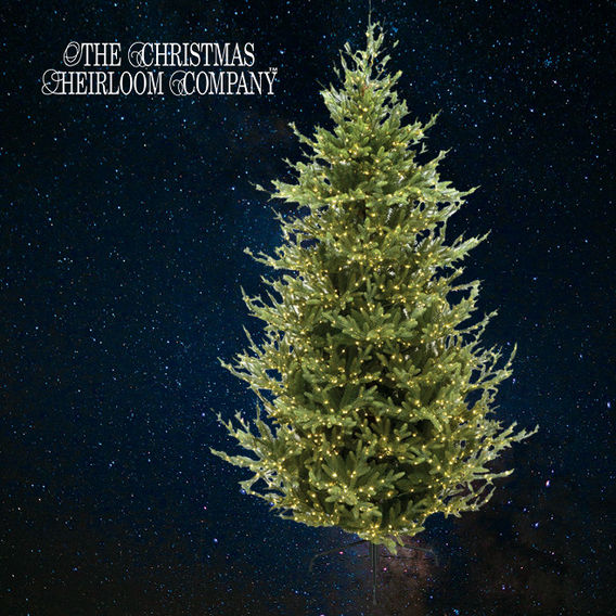Christmas Heirloom Colorado Spruce Pre - 210cm